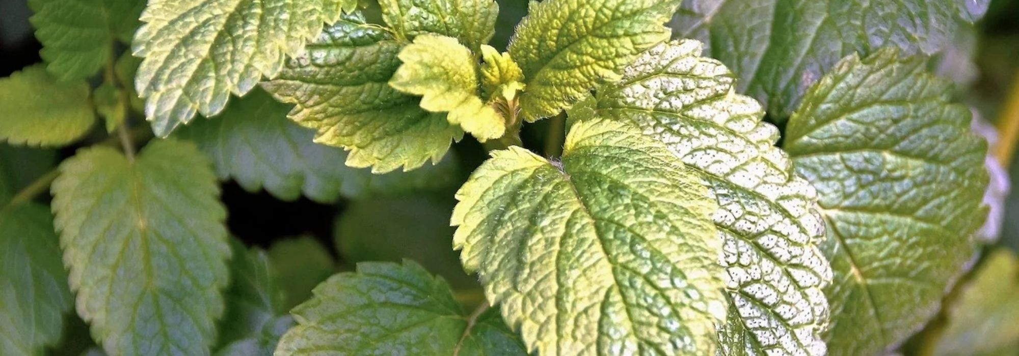 How to dry lemon balm leaves?