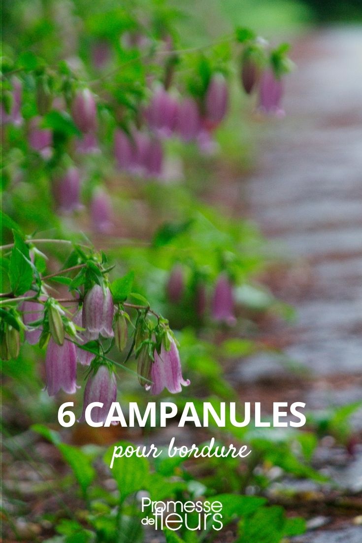 Campanulate Flowers for Borders