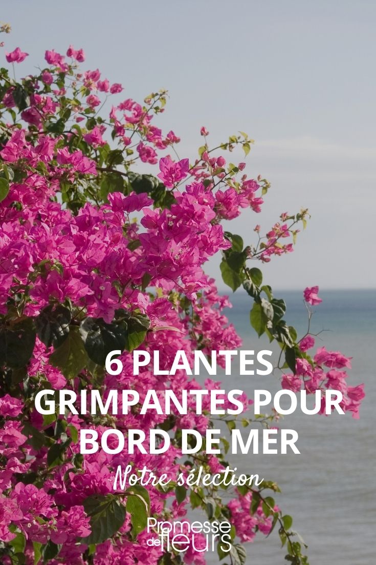 Climbing Plants for Coastal Areas