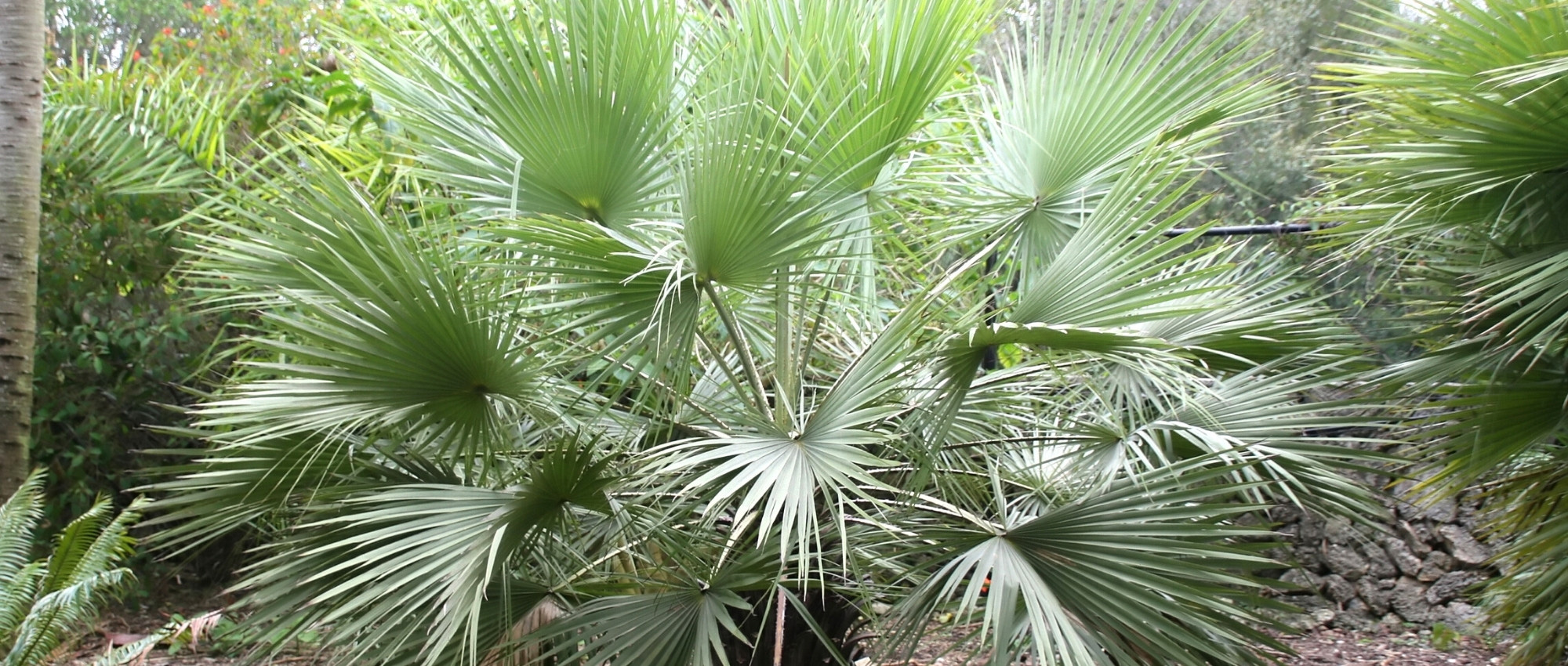 Brahea: planting, growing and care