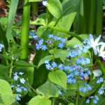 Brunnera: 5 successful companion planting ideas