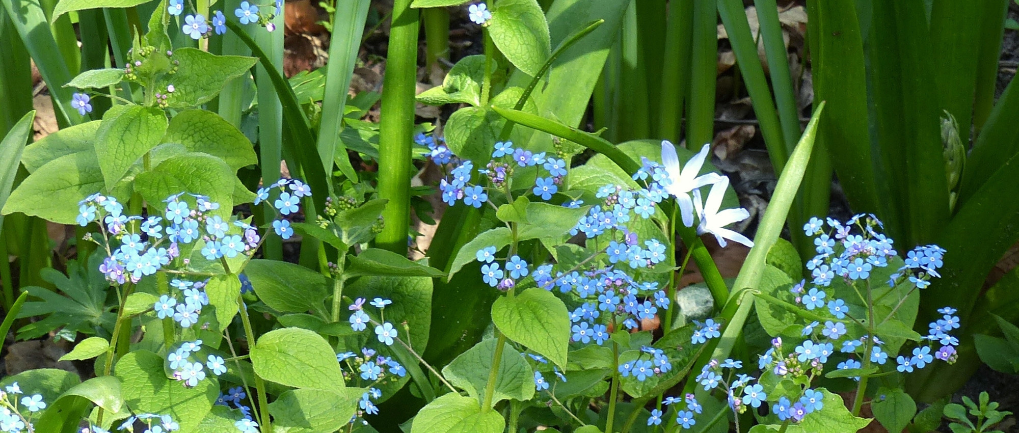 Brunnera: 5 successful companion planting ideas