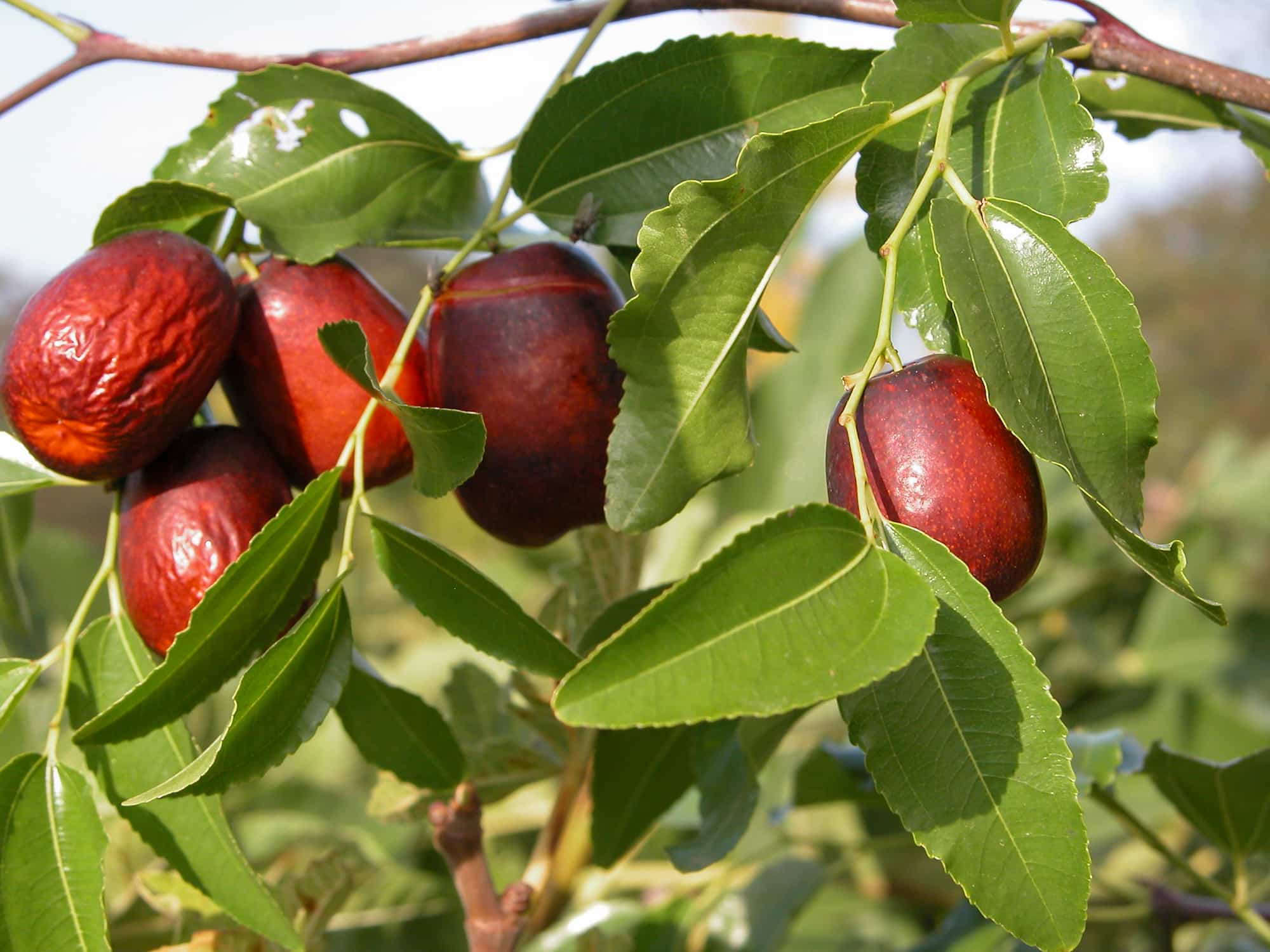 Jujube tree: planting, pruning, and care