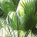 Sabal: planting, growing, and maintenance