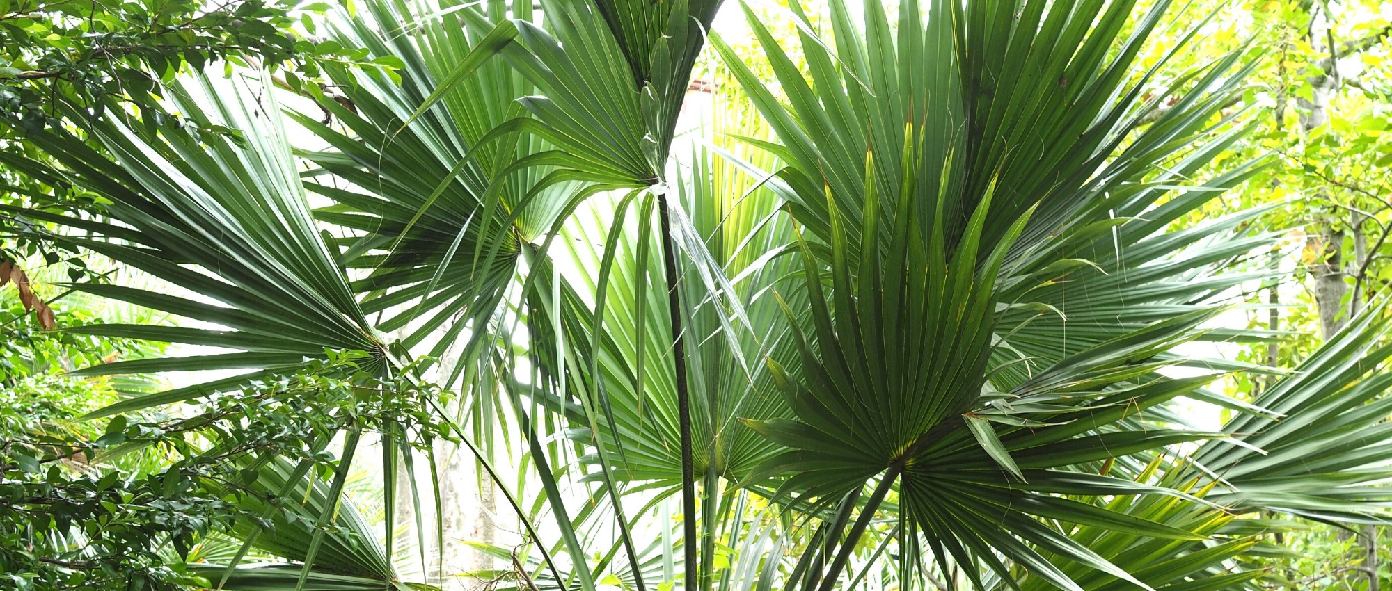 Sabal: planting, growing, and maintenance