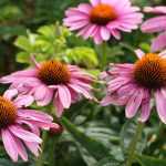 10 perennial plants for late summer flowering