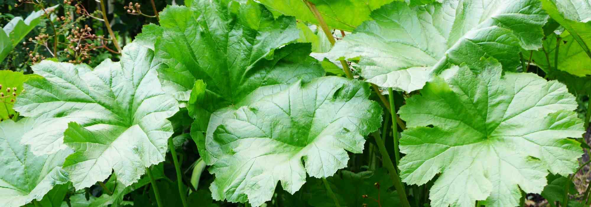 5 large-leaved perennials