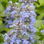 How to pair Ajuga?