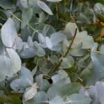 5 fast-growing evergreen trees