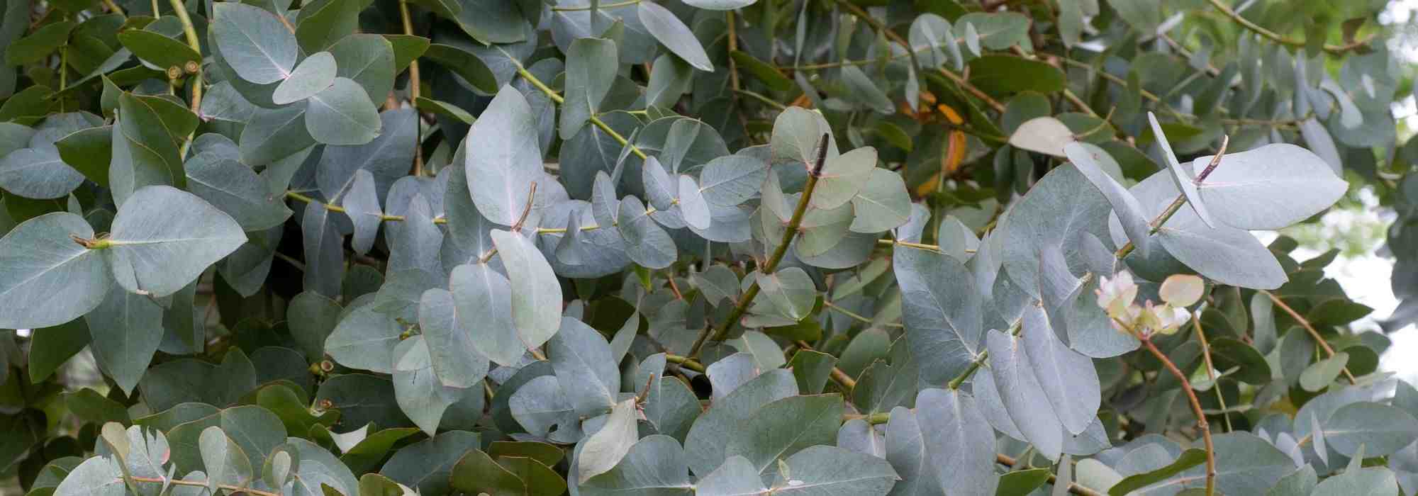 5 fast-growing evergreen trees