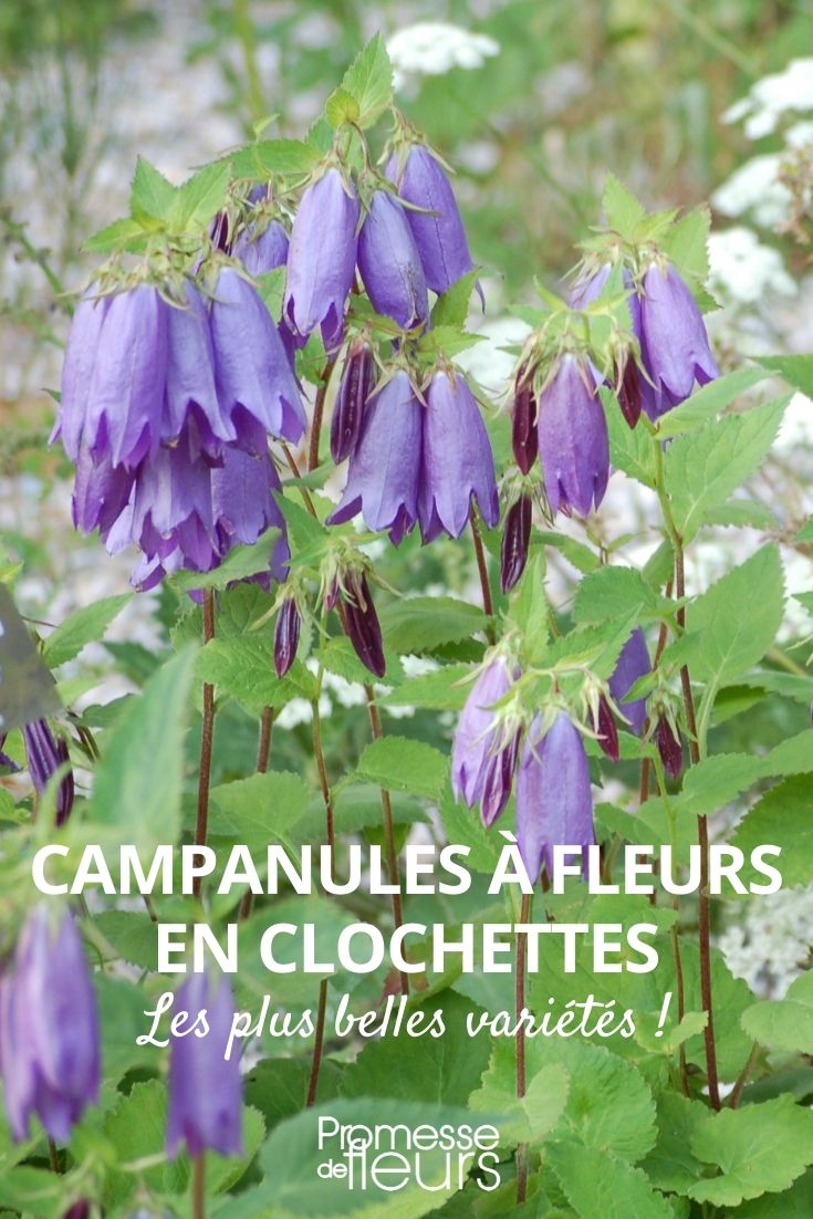 campanulate bellflowers