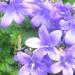 Growing Campanulas in a pot