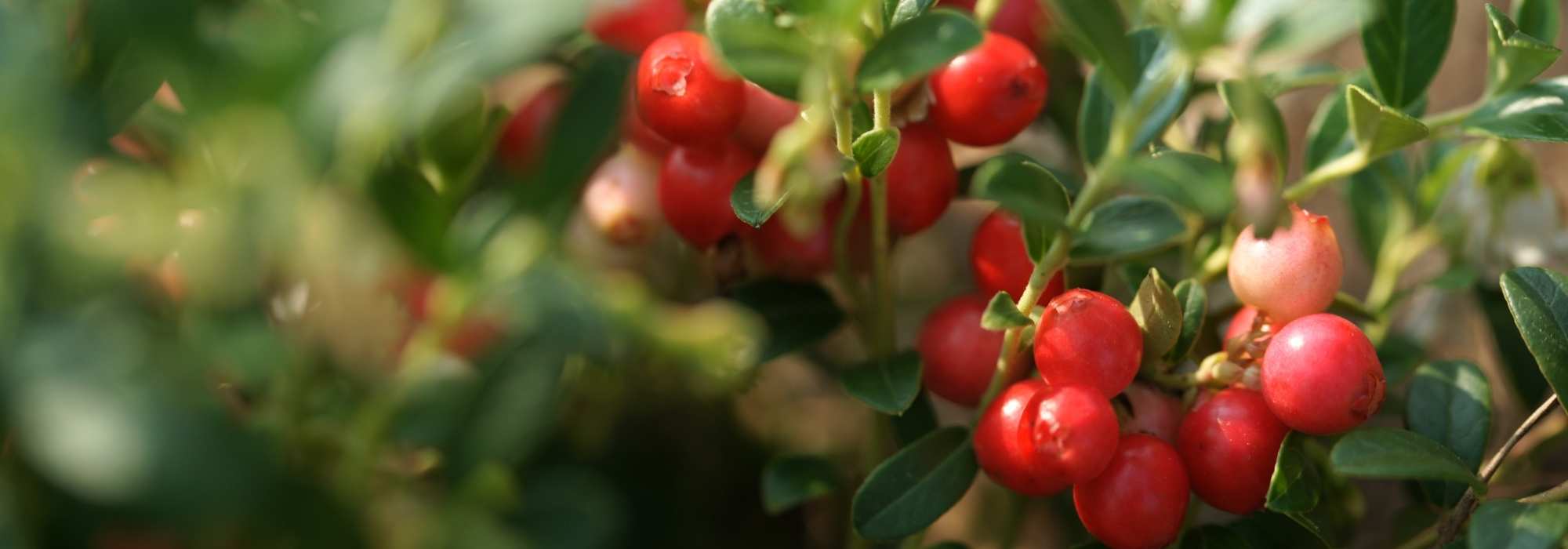 Cranberry: planting, harvest, benefits