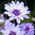 Growing Catananche in a pot