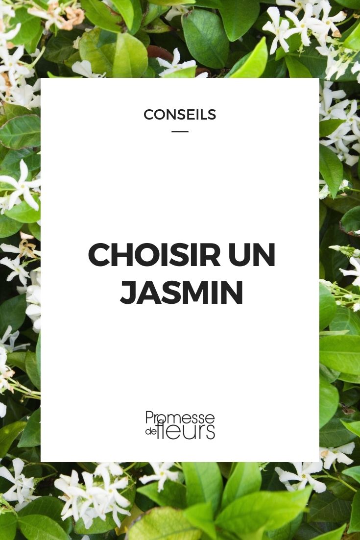 Choosing a Jasmine