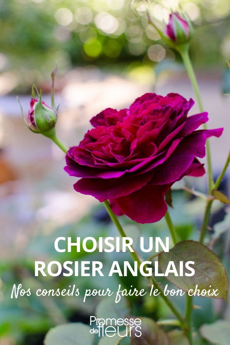 Buying Guide: English Austin Roses