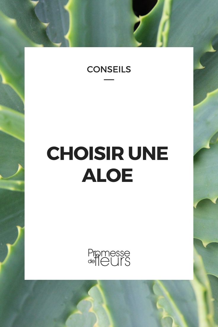 Choosing an Aloe