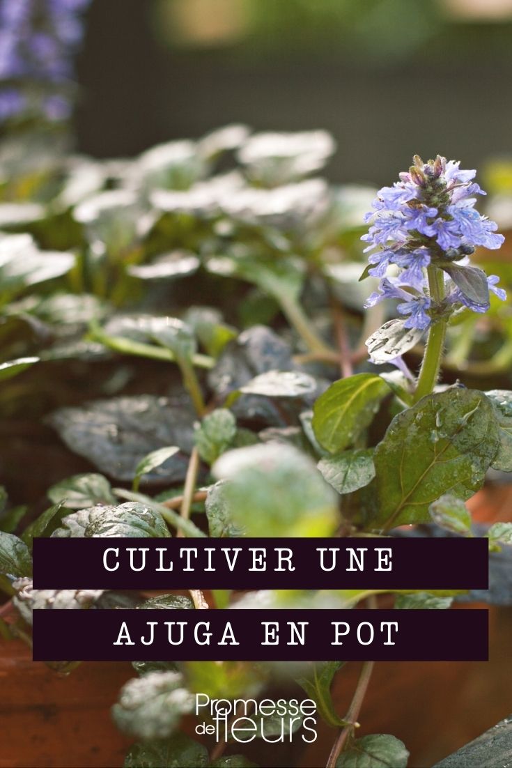 Growing Ajuga in Containers