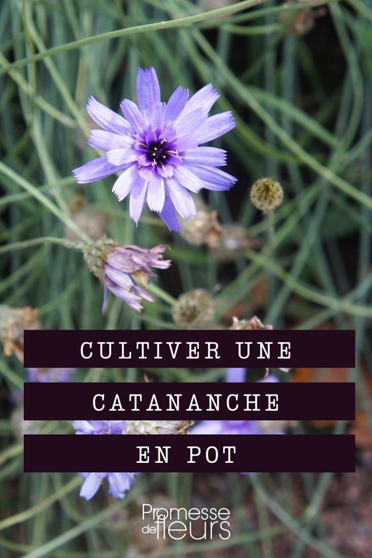 Growing Catananche in Pots