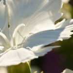 Growing a carnation in a pot