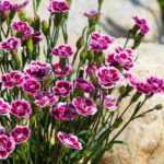 7 eyes for dry rockeries