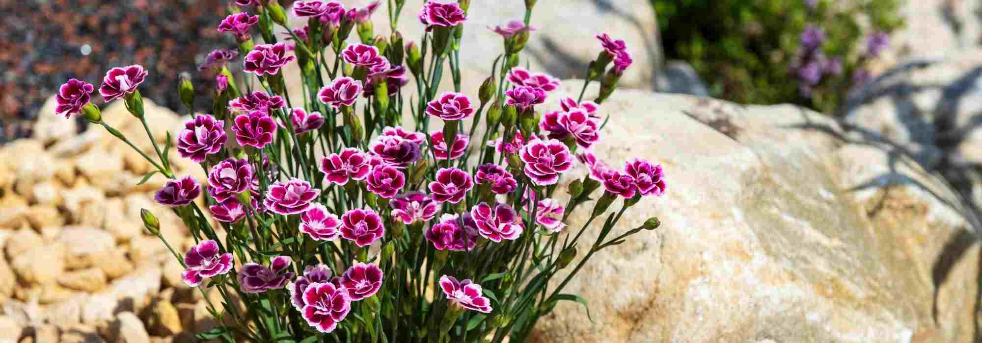 7 eyes for dry rockeries