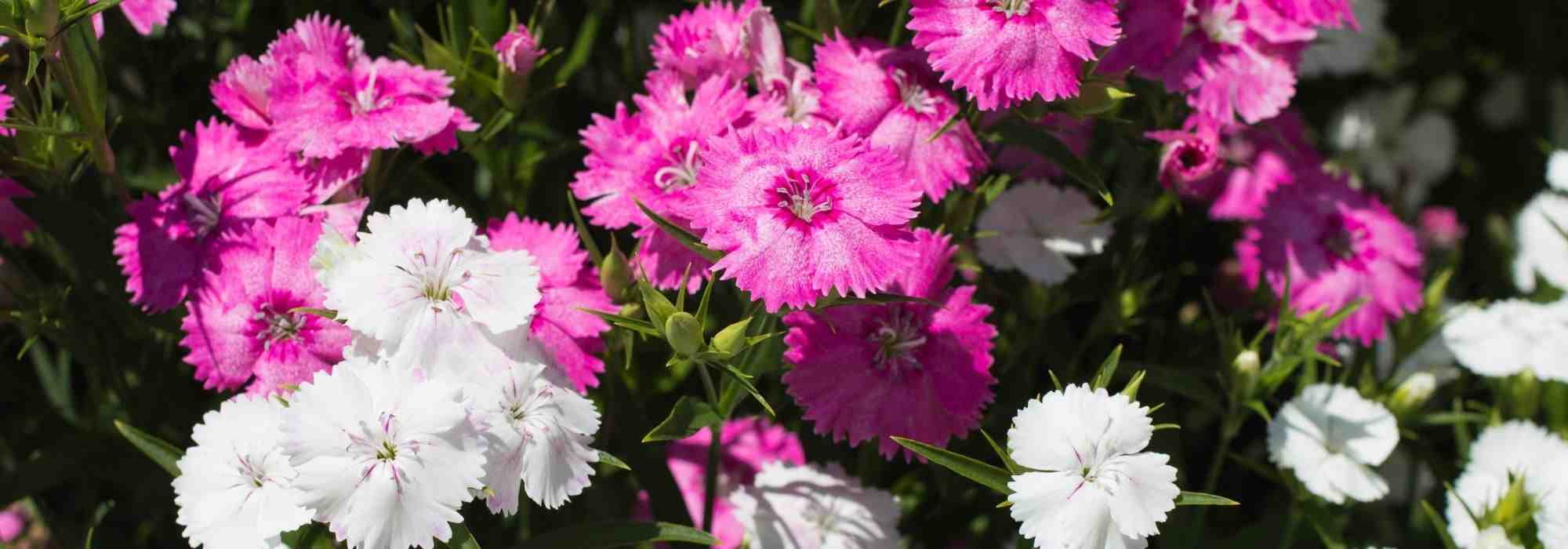 6 eyes to grow in pots