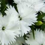 The 5 most beautiful white carnations