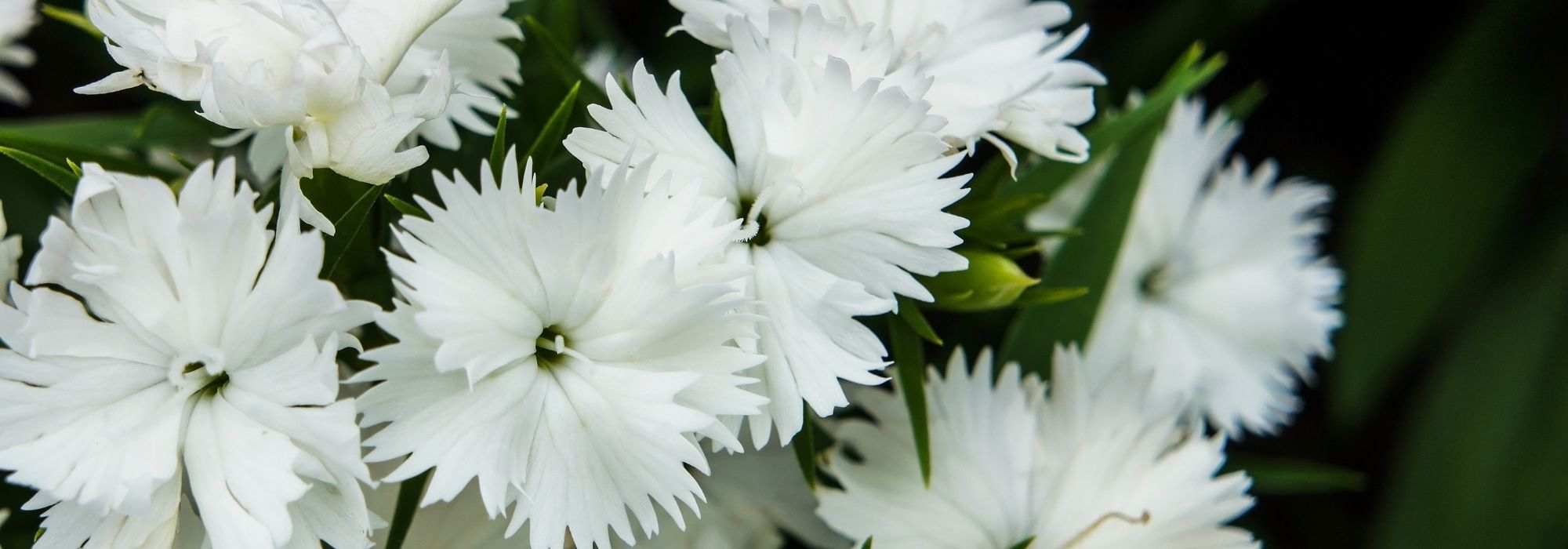 The 5 most beautiful white carnations