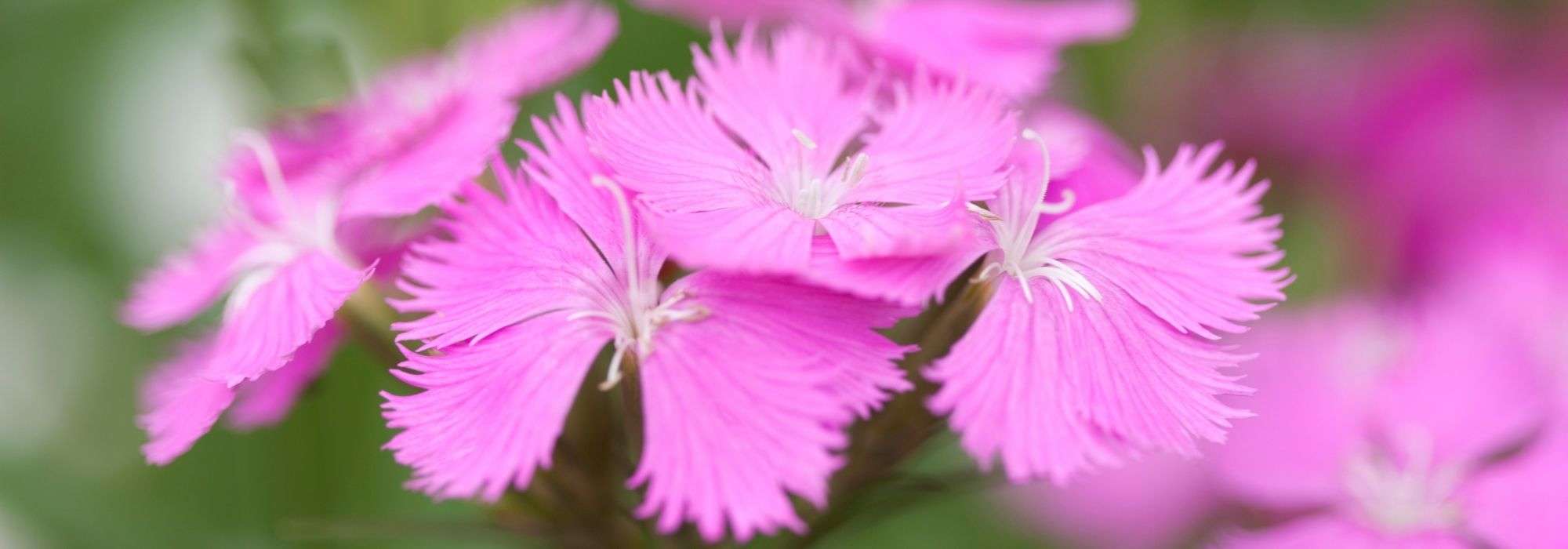 The 5 most beautiful pink carnations