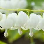 Bleeding heart: the most beautiful varieties