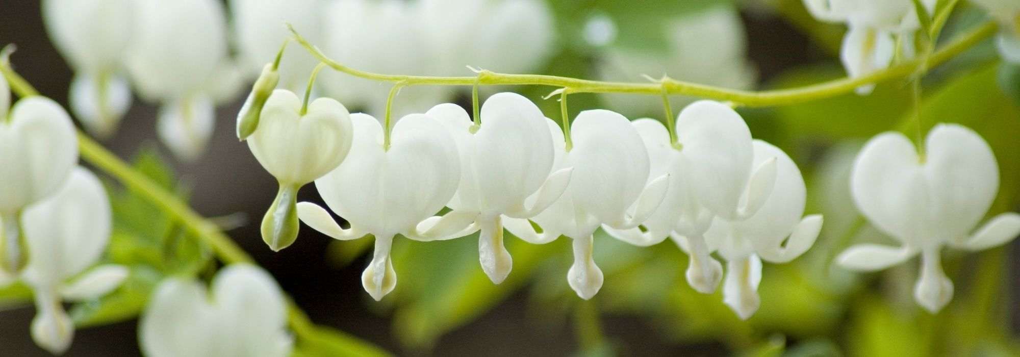 Bleeding heart: the most beautiful varieties