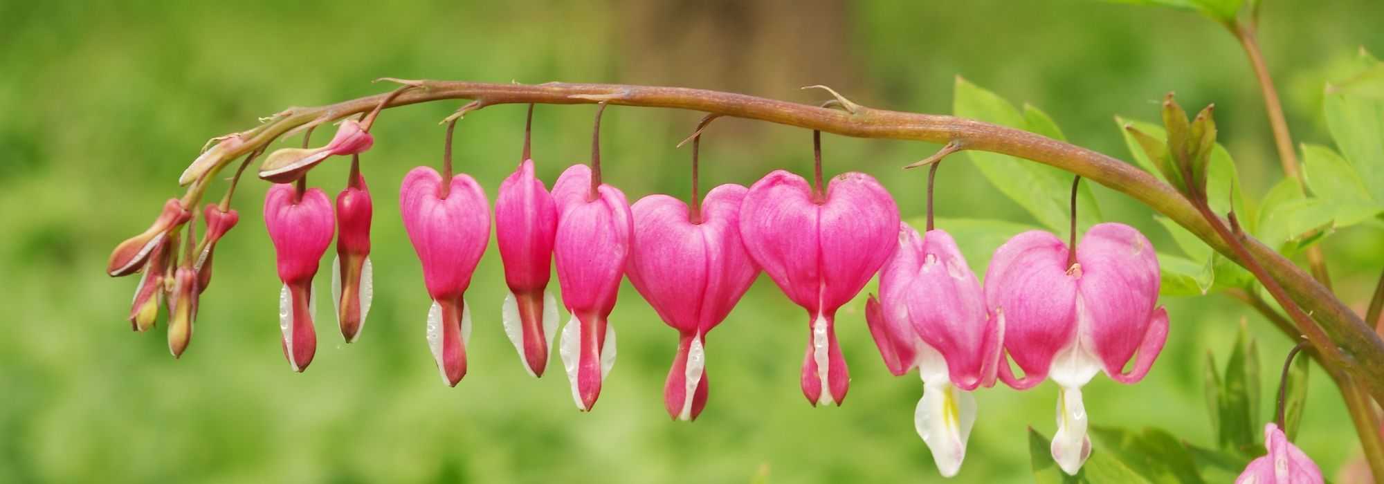 Growing a bleeding heart in a pot