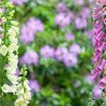 Choosing a foxglove