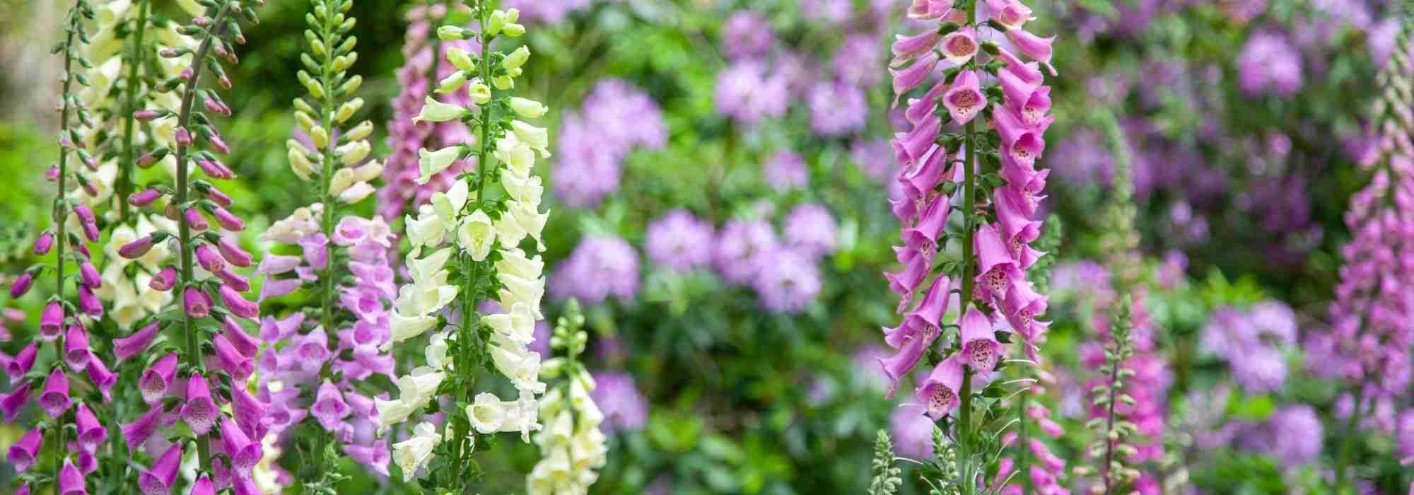 Choosing a foxglove