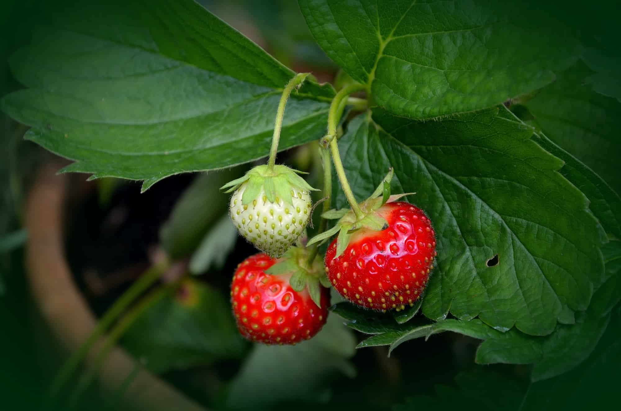 Diseases and pests of strawberries