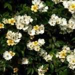 5 hardy climbing plants