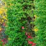 How and why create a country hedgerow?