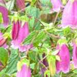 Campanula with bell-shaped flowers