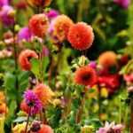 Bohemian garden ideas