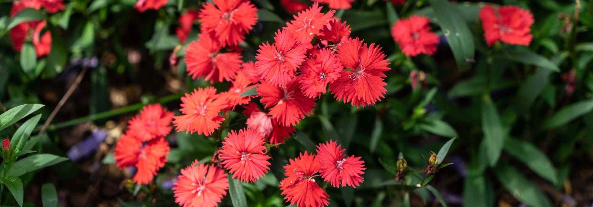 The 5 most beautiful red carnations