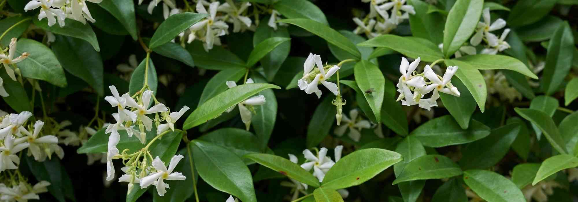 8 tough climbing plants for beginners