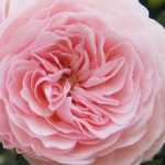 How to choose an English rose?