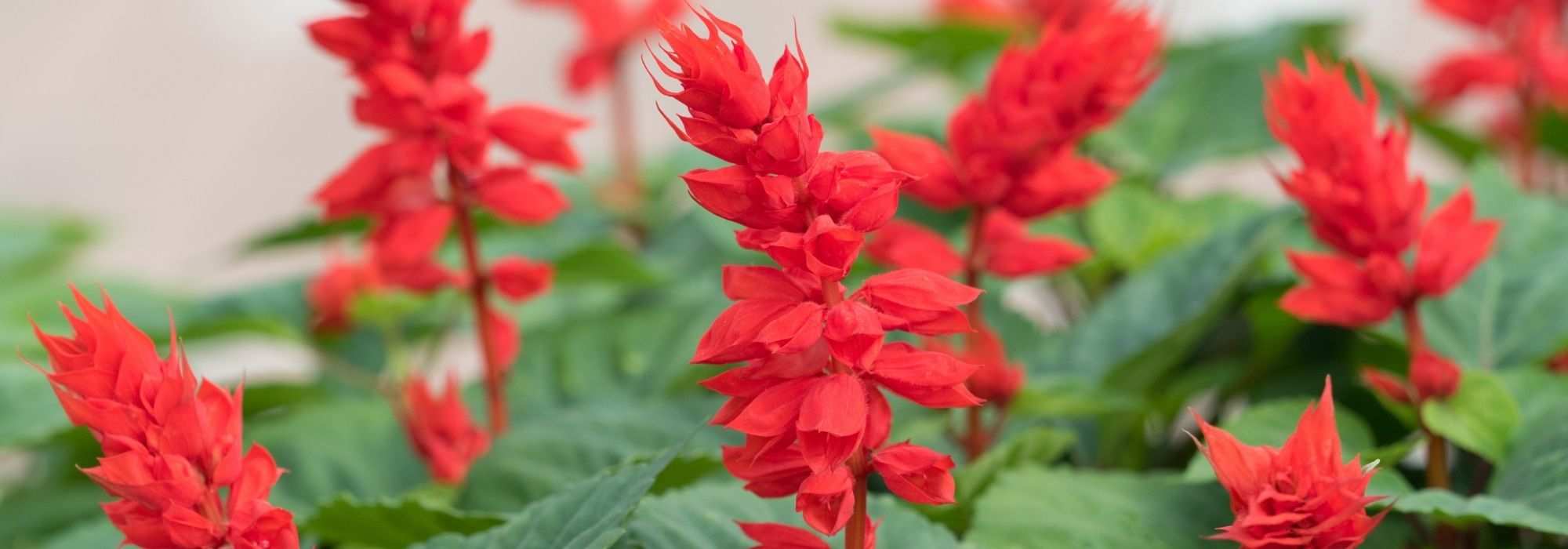 5 salvias with red flowers