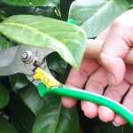 Pruning fruit trees, shrubs, and roses: 10 mistakes to avoid