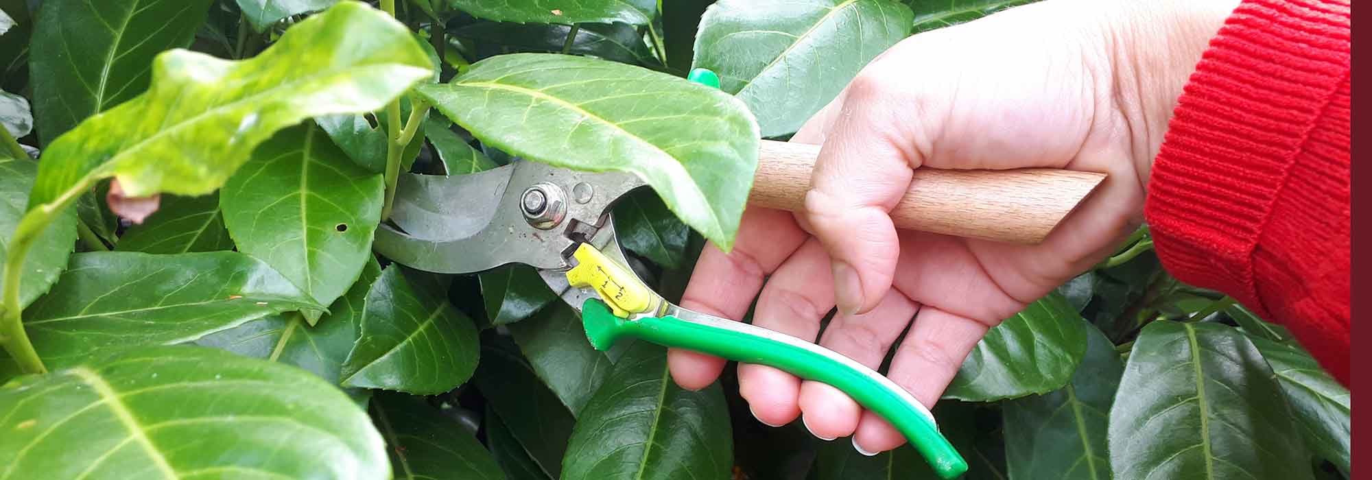 Pruning fruit trees, shrubs, and roses: 10 mistakes to avoid