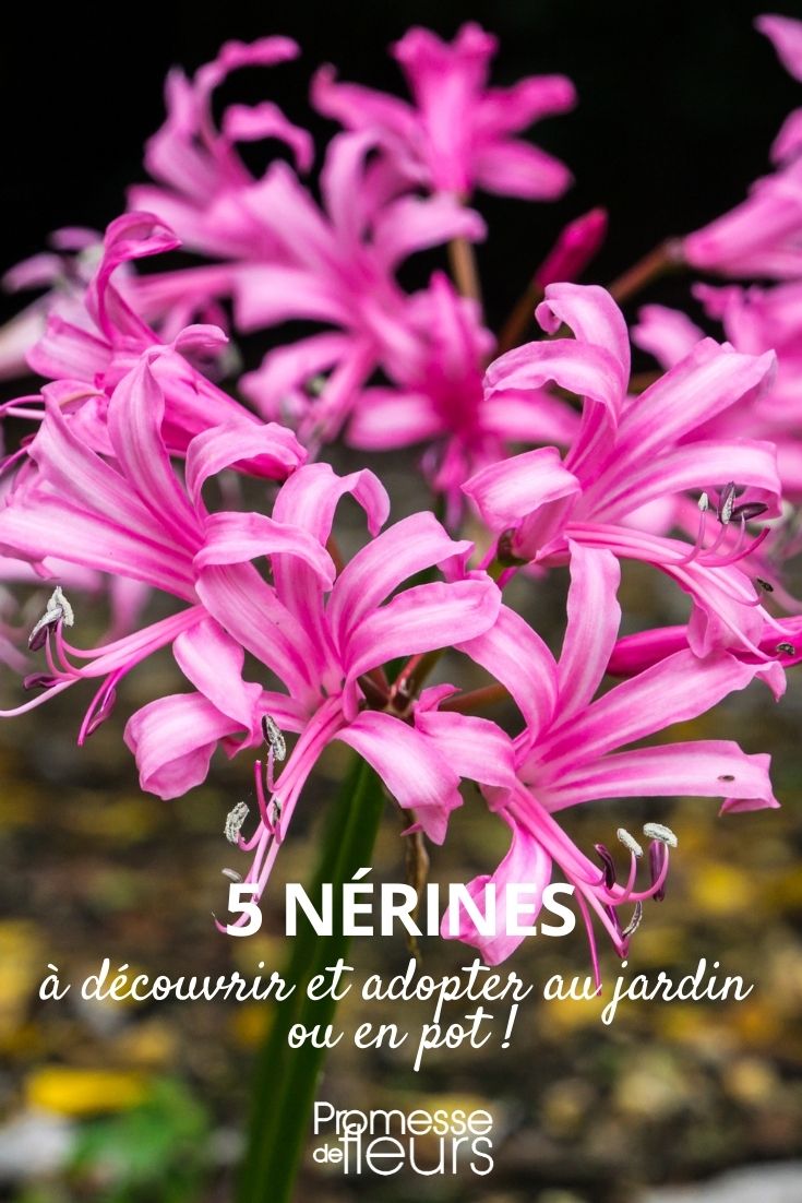 Selection of Nerines
