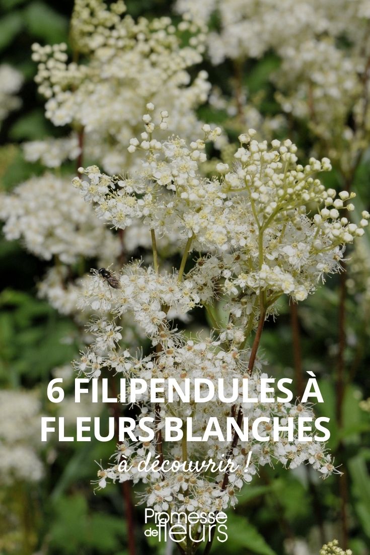 Filipendula white flowers