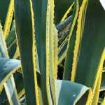 7 Agaves: the most beautiful varieties