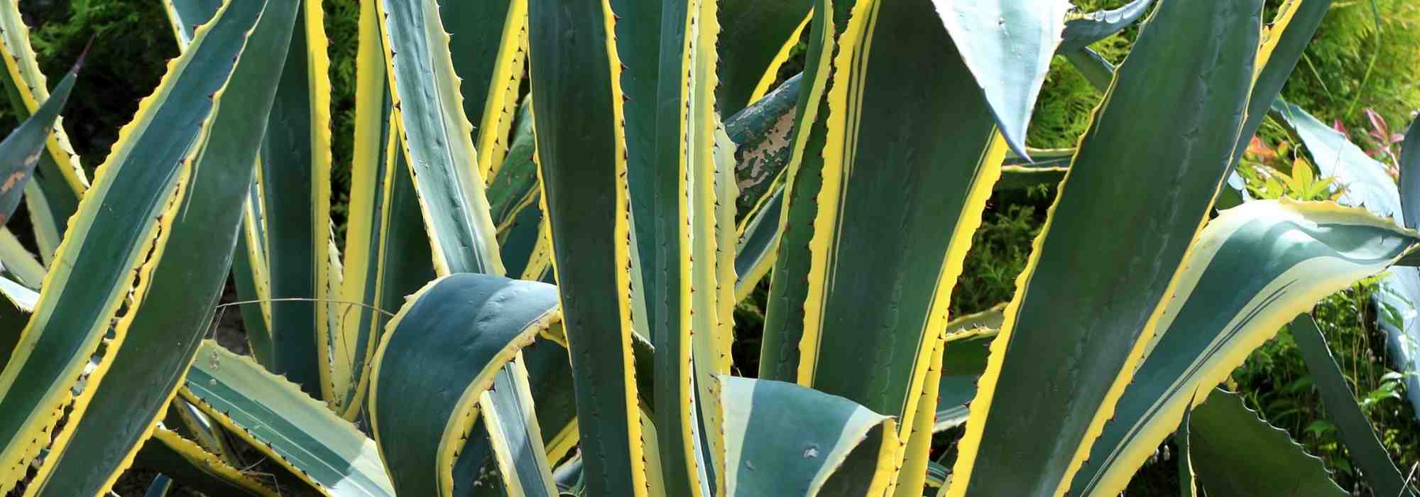 7 Agaves: the most beautiful varieties